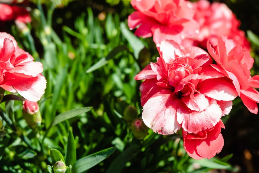 Loại hoa thường được sử dụng để trang trí nhà - Hoa Cẩm chướng