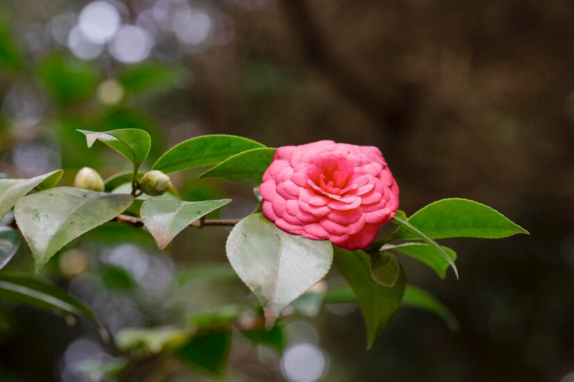 Loại hoa thường được sử dụng để trang trí nhà - Hoa hồng